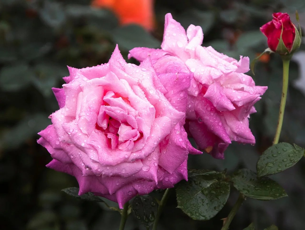 Rosas rosadas cubiertas de gotas de lluvia